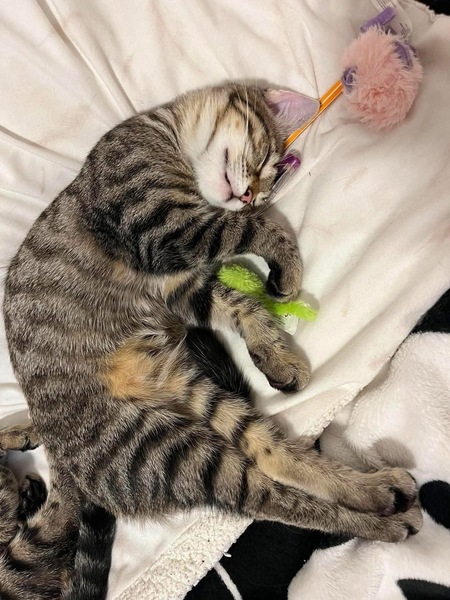 Adopter Uno
