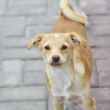 Adopter Clem