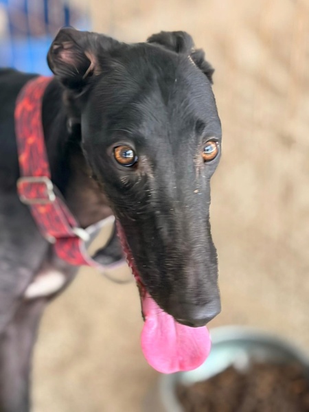 Adopter EIRA