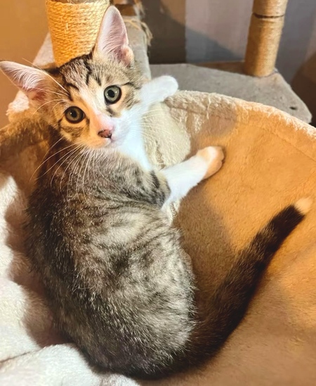 Adopter Bagou