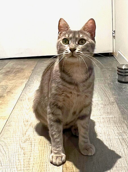 Adopter Bastet