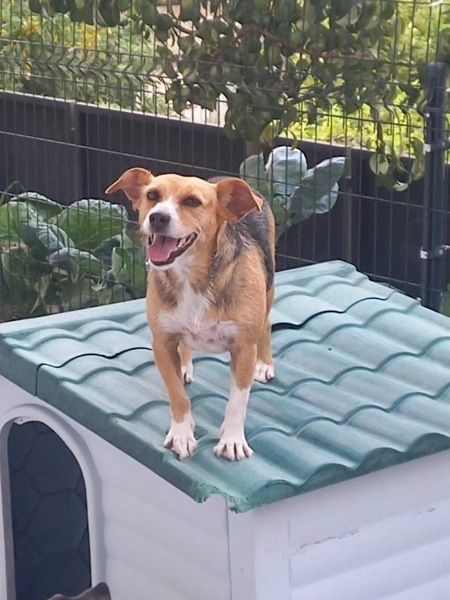 Adopter Kika