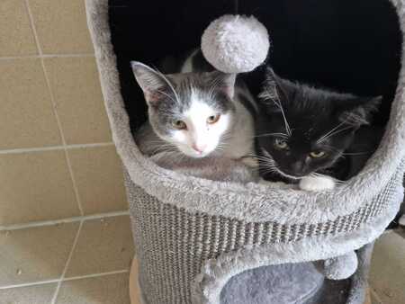 Adopter Buffy