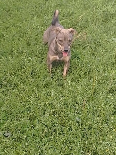 Adopter Elda