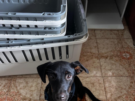 Adopter Manea