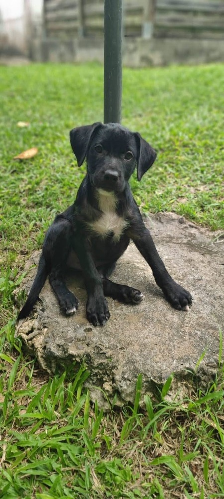 Adopter Bongo