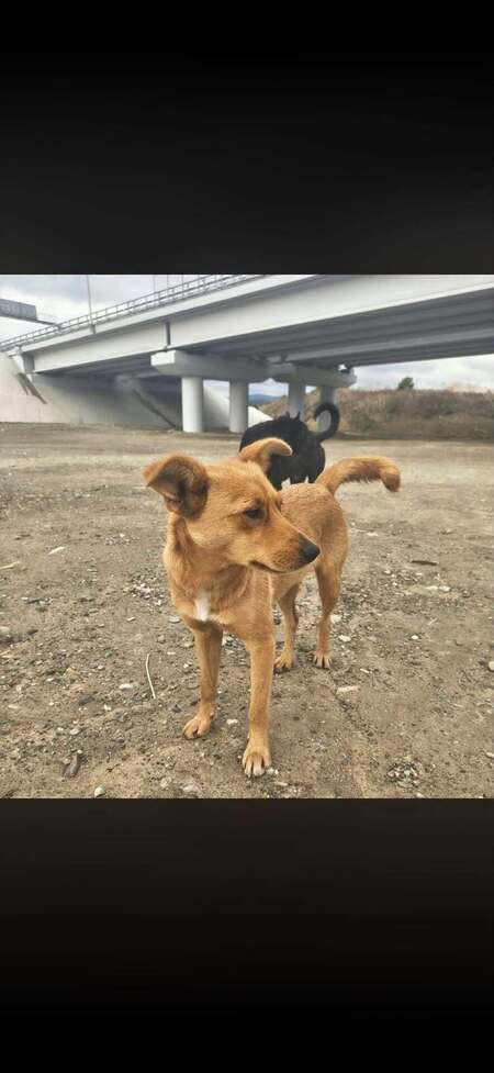 Adopter Sorina