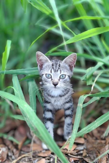 Adopter Bilimbi