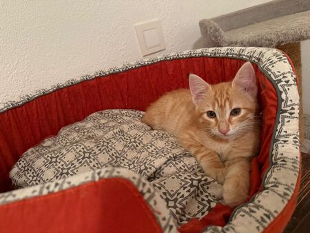Adopter BRIDGET et ARCHIBALD