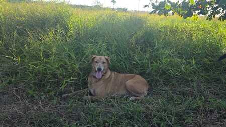 Adopter browny