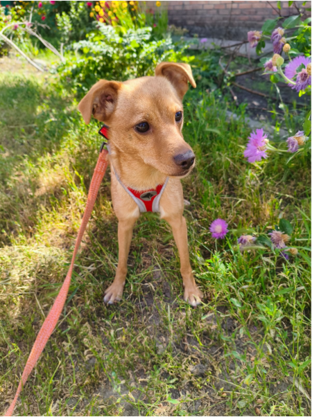 Adopter FANYA, chienne de Ukraine!!