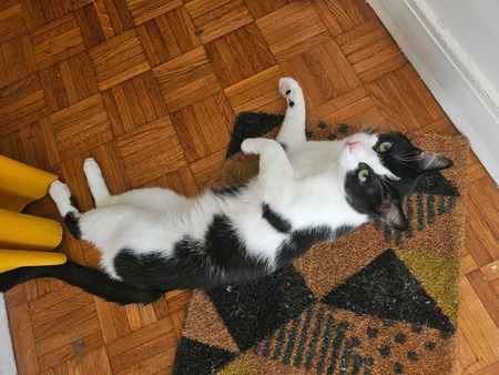 Adopter Comete