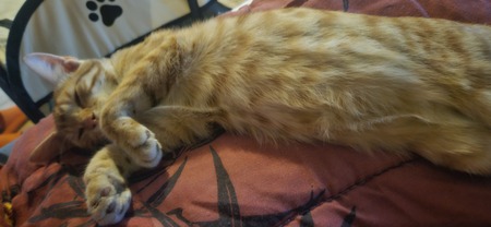Adopter Bolide