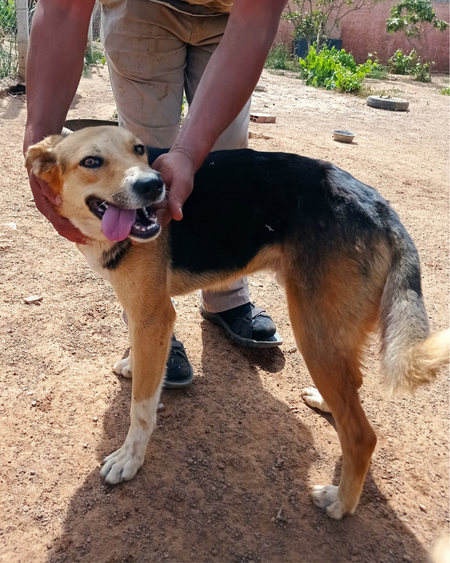 Adopter Biggy