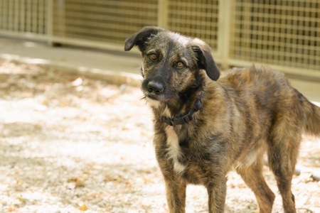 Adopter BOBBY
