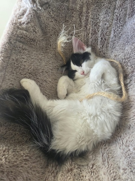 Adopter Pompon
