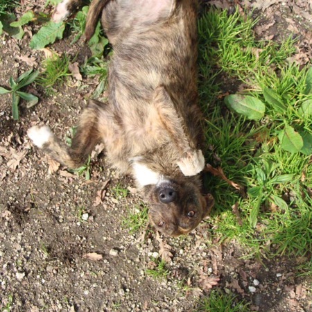 Adopter Juno