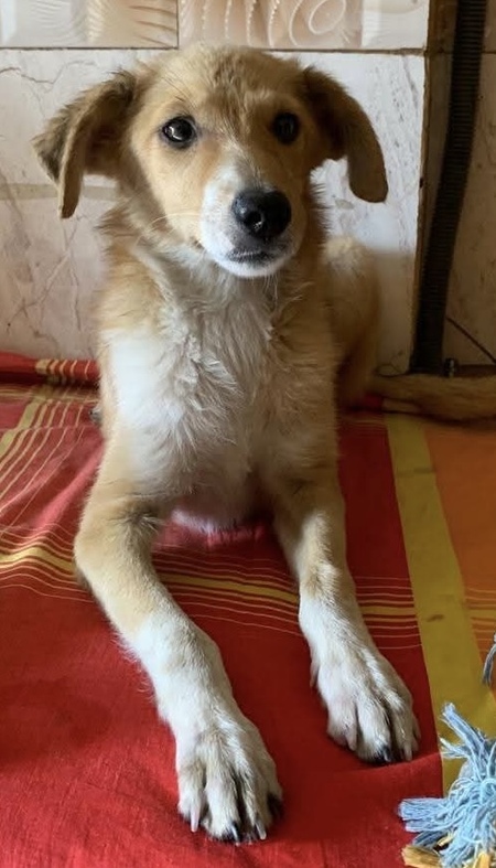 Adopter Alma