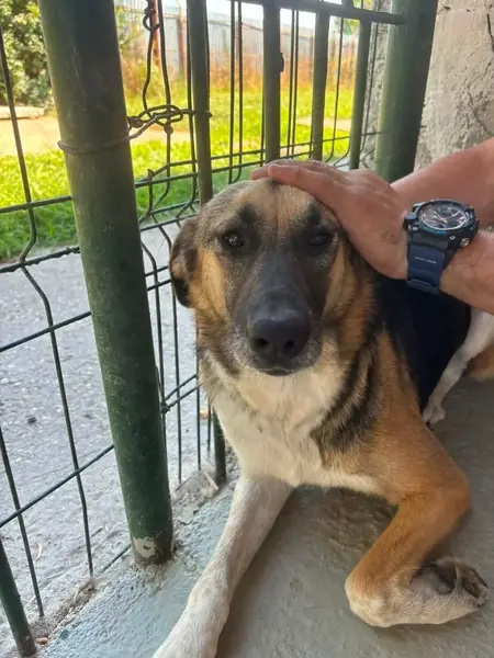 Adopter Lyana