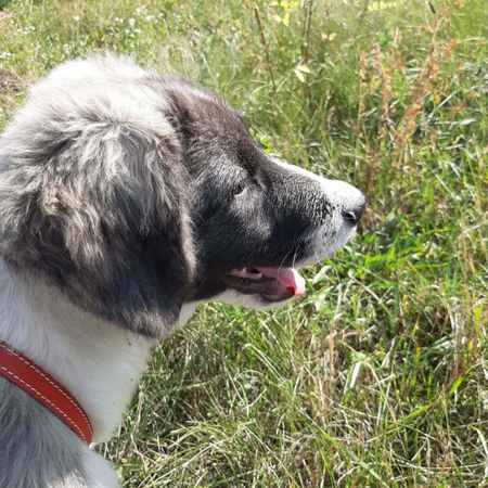 Adopter Dodo