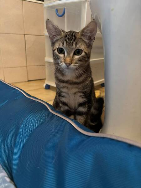 Adopter Starlette