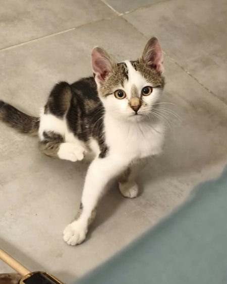 Adopter Bilbao 