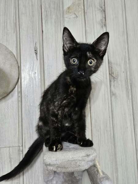 Adopter Spinelle