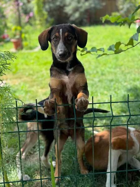 Adopter CROCUS
