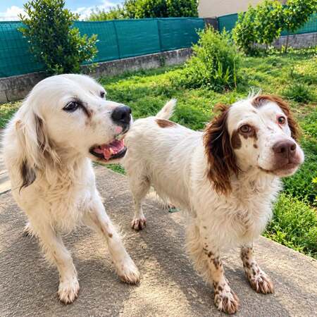 Adopter Eclair et Mirka 