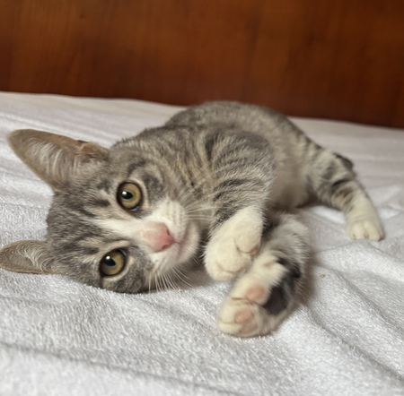 Adopter Bobun