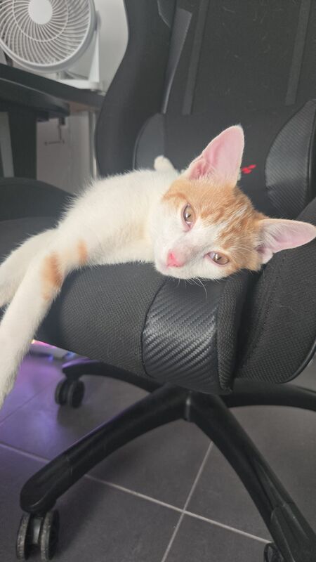 Adopter Baboune