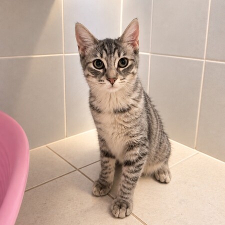 Adopter Gaia