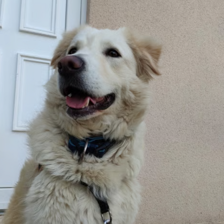 Adopter LEON