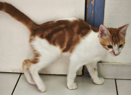 Adopter Kiwi 