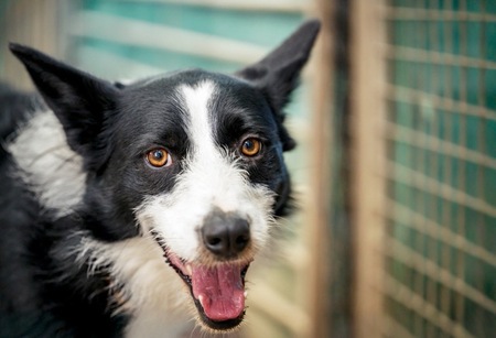 Adopter Paco