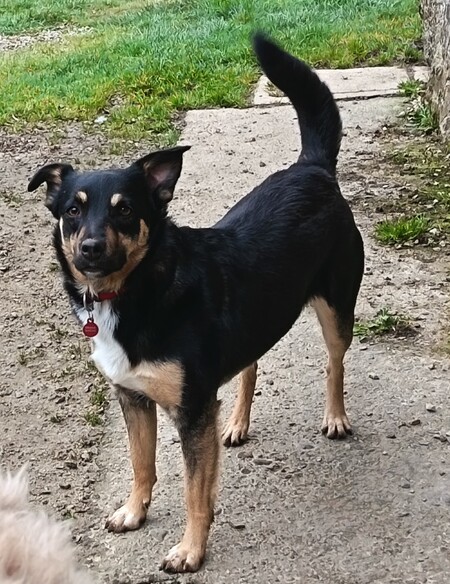 Adopter Kelina