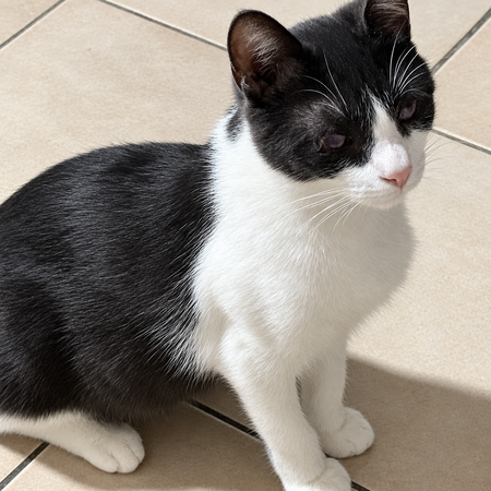 Adopter Ivoire