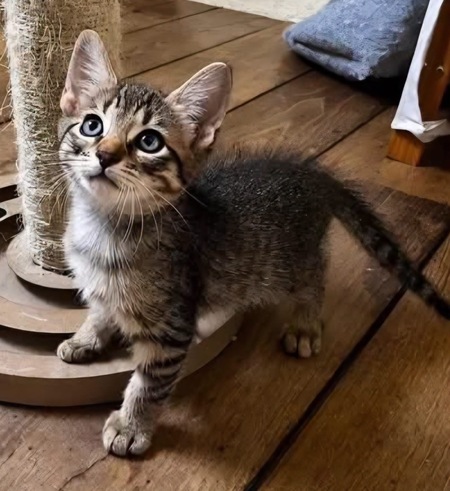 Adopter LIPSKA