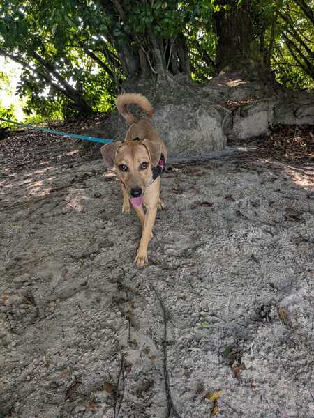 Adopter Luena