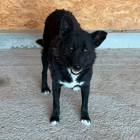 Adopter NAVA