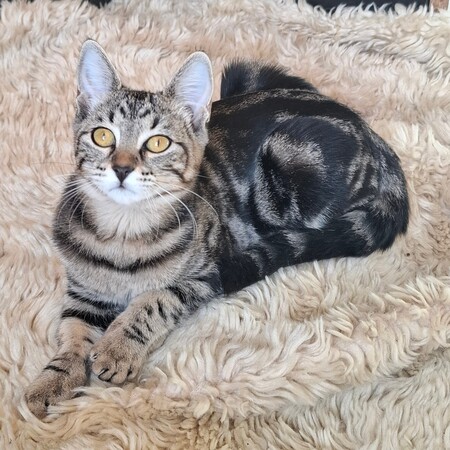 Adopter Biquette