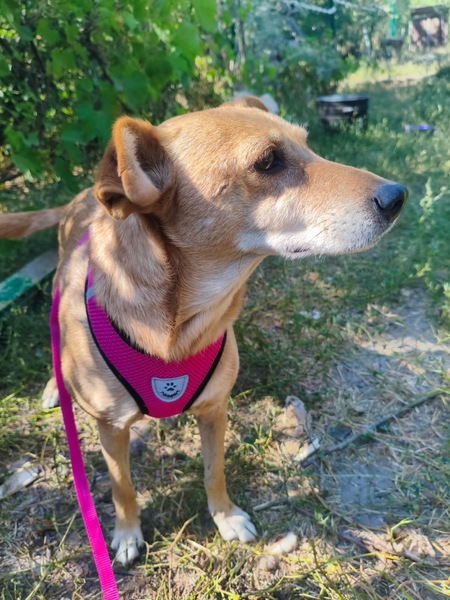Adopter POLYA, de Ukraine!