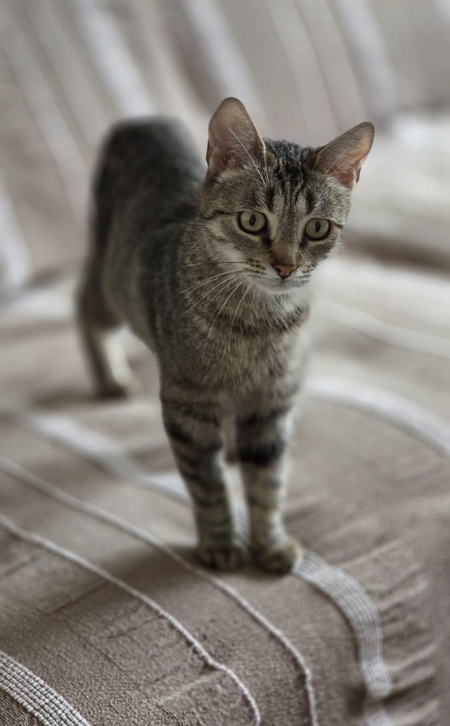 Adopter Nala