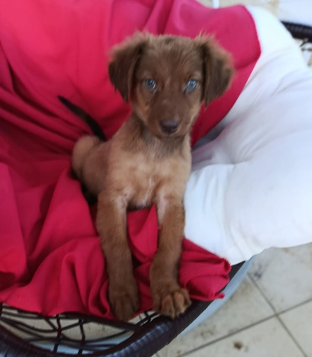 Adopter Doria