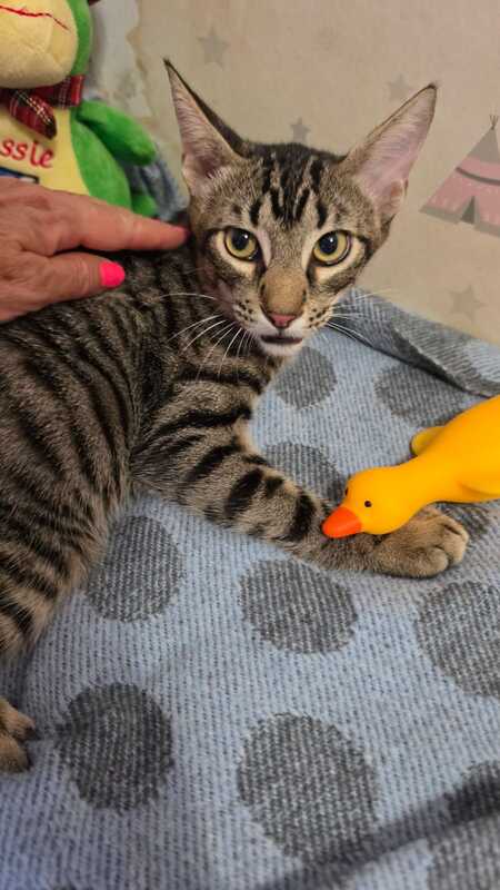 Adopter Pipo