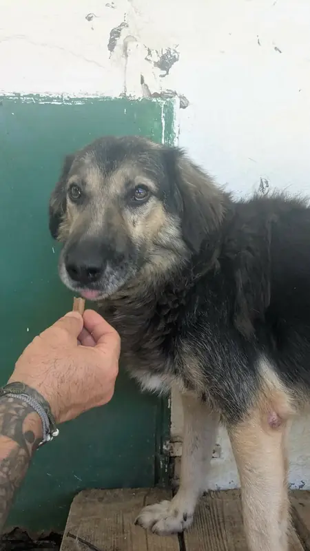 Adopter Sully