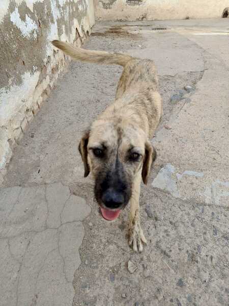 Adopter Luna
