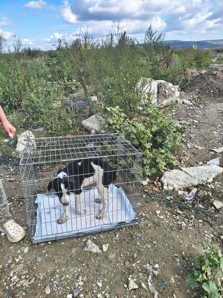 Adopter Comète