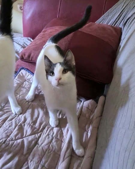 Adopter Pity
