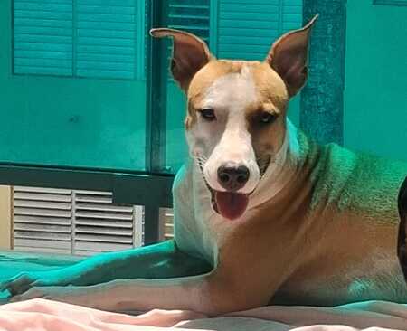 Adopter Gypsie